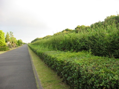 震災前のサイクリングロード