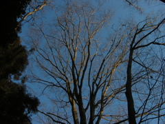 千葉県内の県民の森。冬