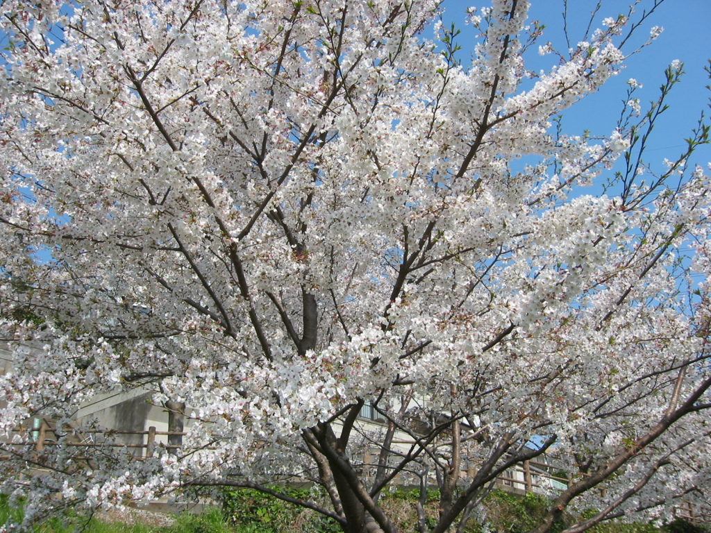 長津川親水公園（長津川緑地）