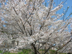 長津川親水公園(長津川緑地)