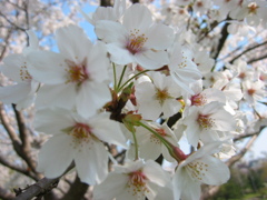 長津川親水公園(長津川緑地)