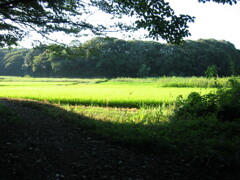 子供の頃に遊んだ場所 夏