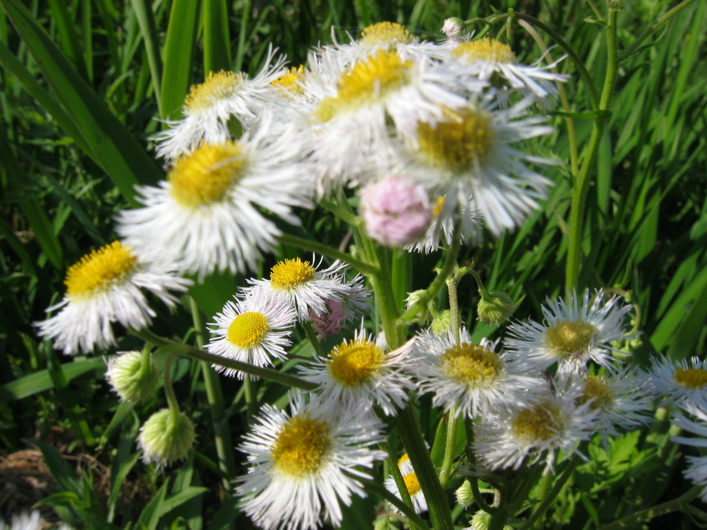昔写した近所の花　春