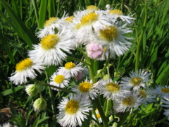 昔写した近所の花　春