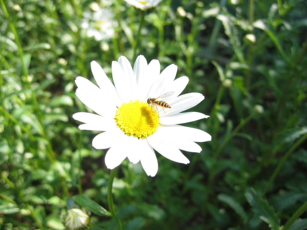 昔写した近所の花　春