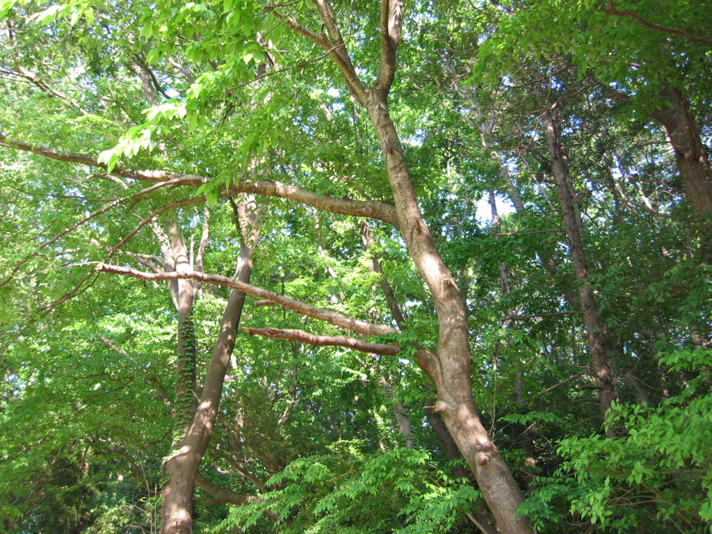 初夏、千葉県養老渓谷