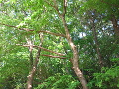 初夏、千葉県養老渓谷