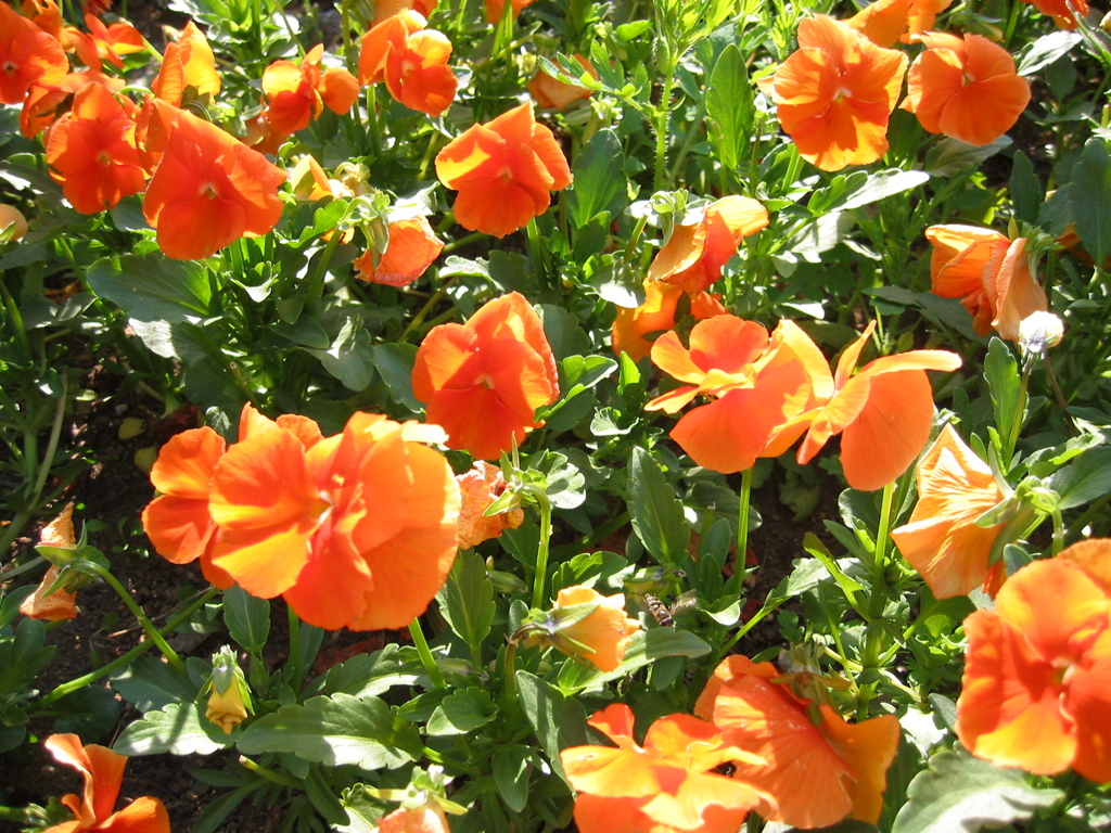 昔写した近所の花　春
