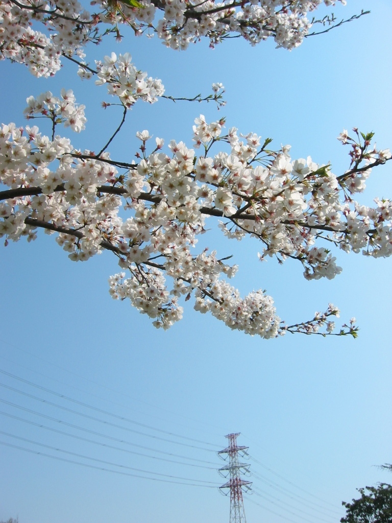 長津川親水公園（長津川緑地）