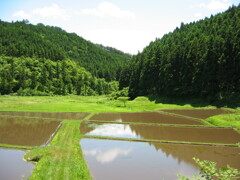 2004年クワガタ採集、北茨城、福島県