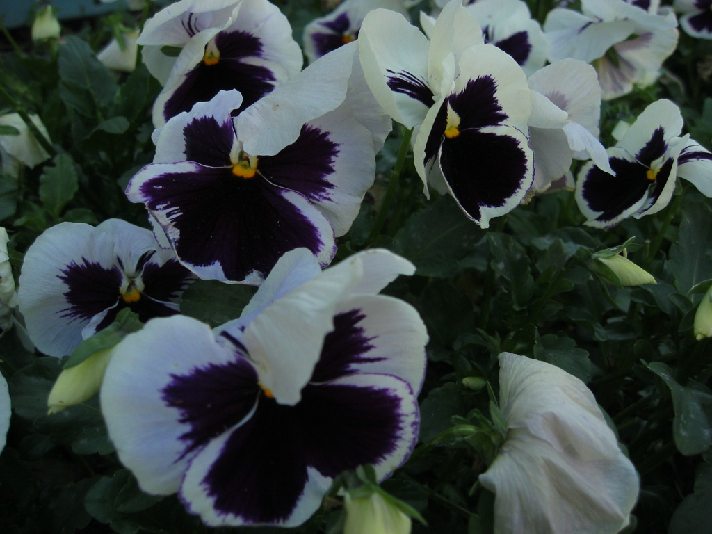 昔写した近所の花　春