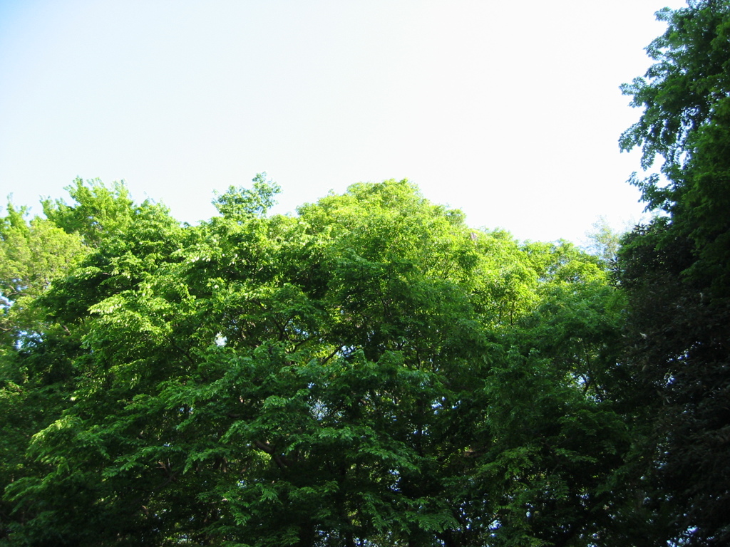 初夏、千葉県養老渓谷