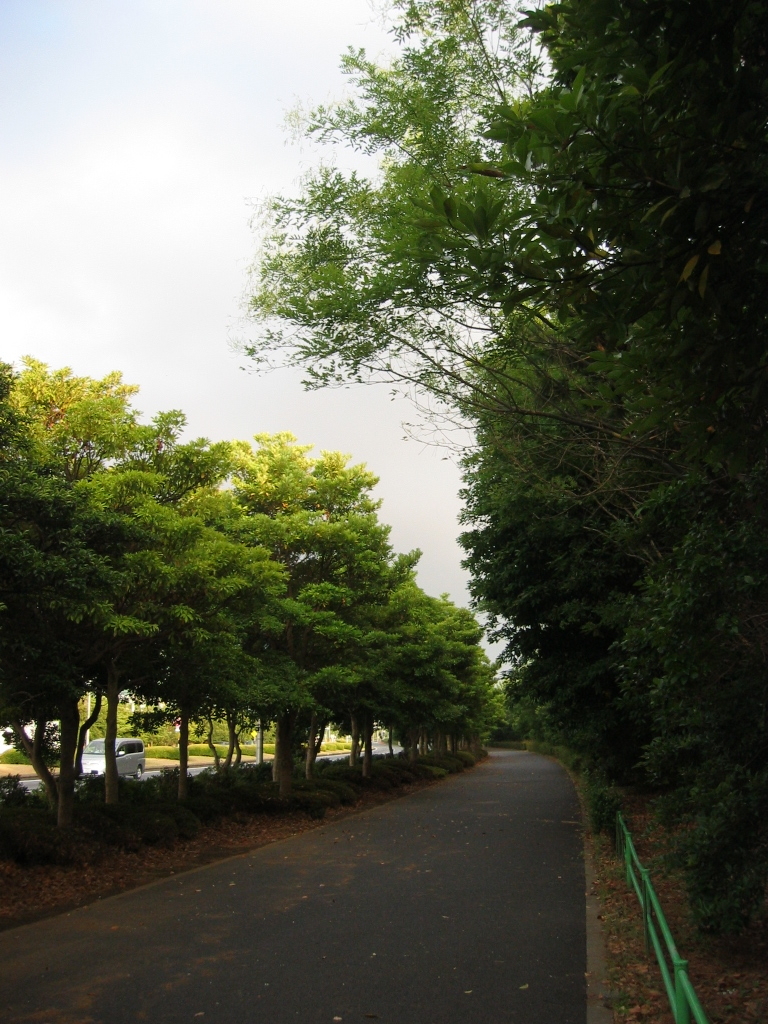 震災前のサイクリングロード