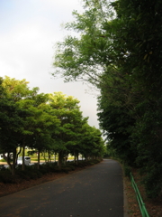 震災前のサイクリングロード