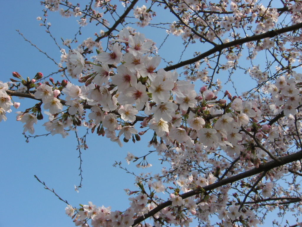 長津川親水公園（長津川緑地）