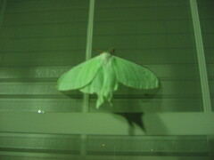 2004年クワガタ採集、北茨城、福島県