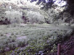 子供の頃に遊んでいた場所、春