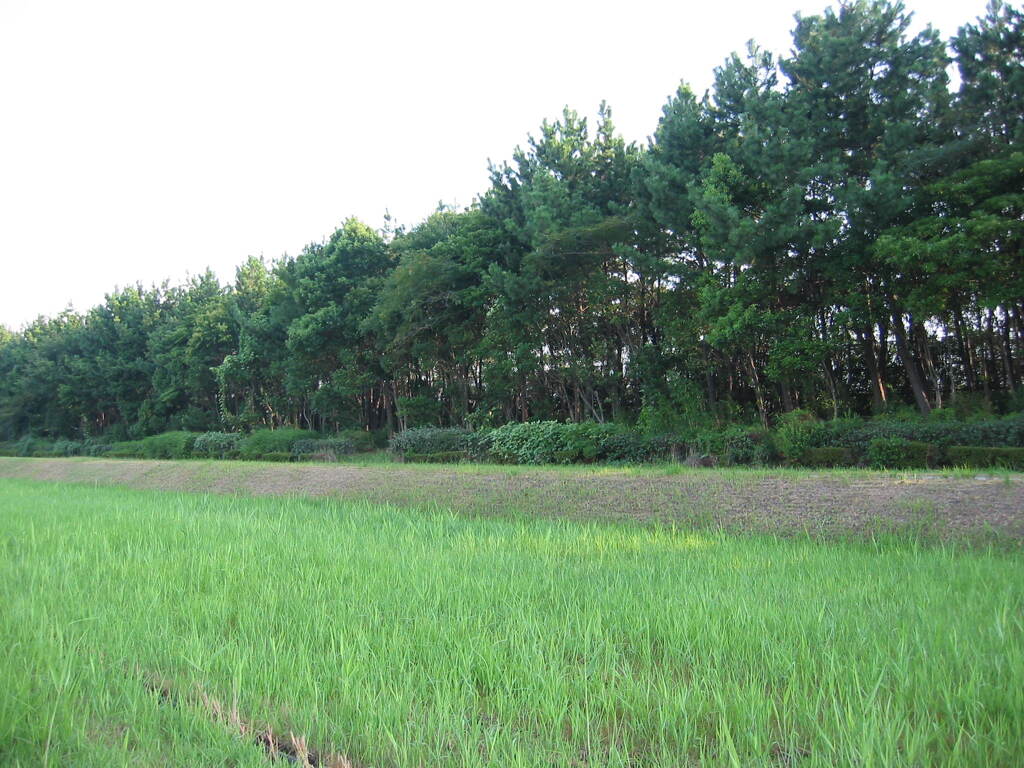震災前のサイクリングロード