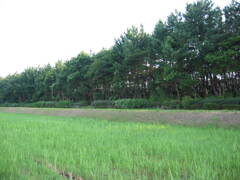 震災前のサイクリングロード