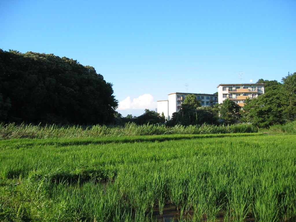 子供の頃に遊んだ場所　夏