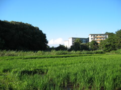 子供の頃に遊んだ場所 夏