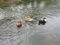 船橋市海老川にて