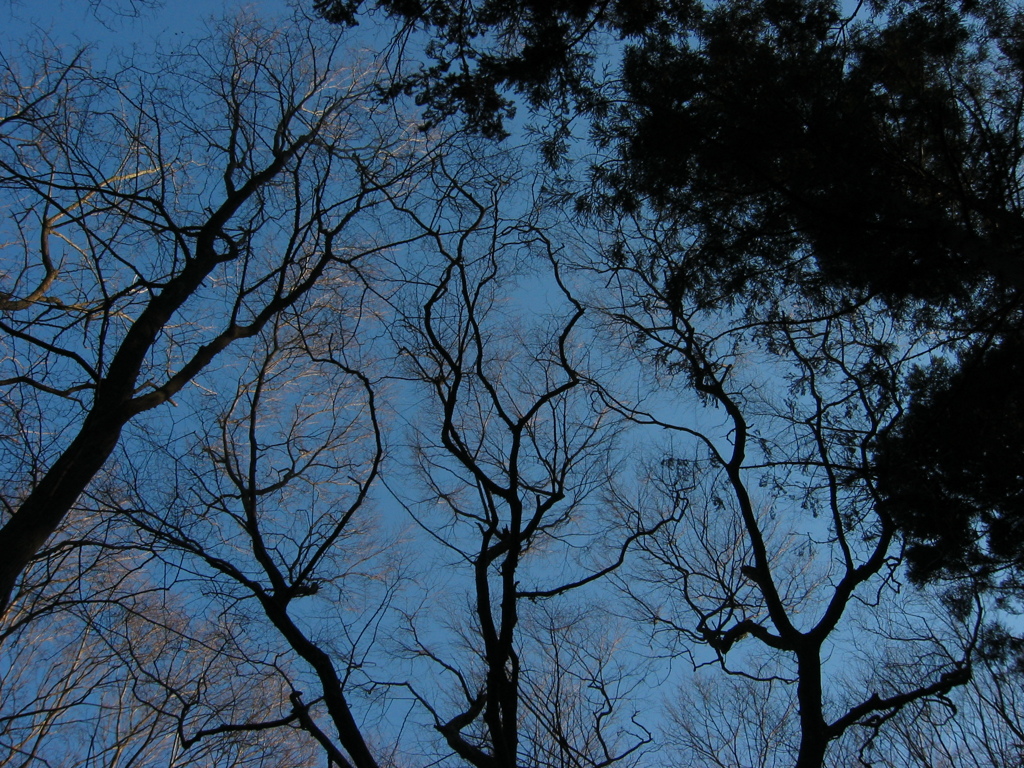 千葉県内の県民の森。冬