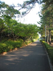 震災前のサイクリングロード