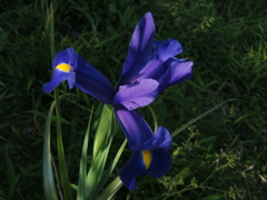 昔写した近所の花　春
