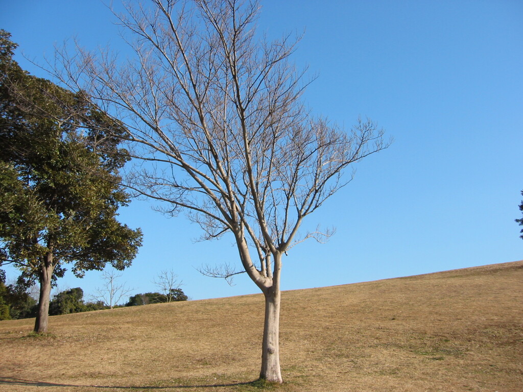 千葉市ポートタワー