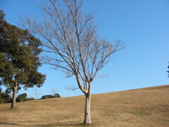 千葉市ポートタワー