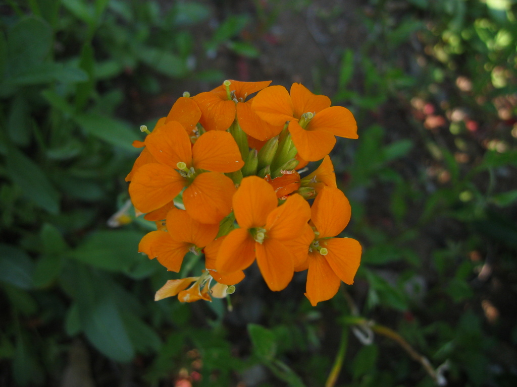 昔写した近所の花　春