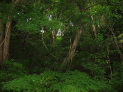 2004年クワガタ採集、北茨城、福島県