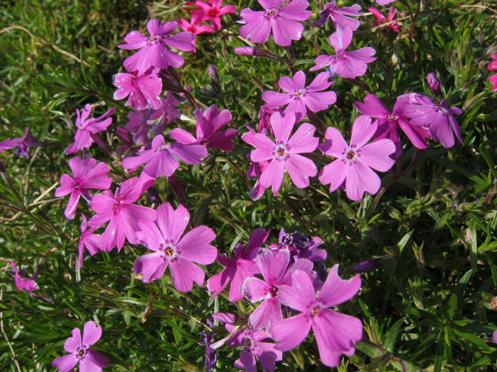 昔写した近所の花　春