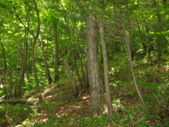 2004年クワガタ採集、北茨城、福島県