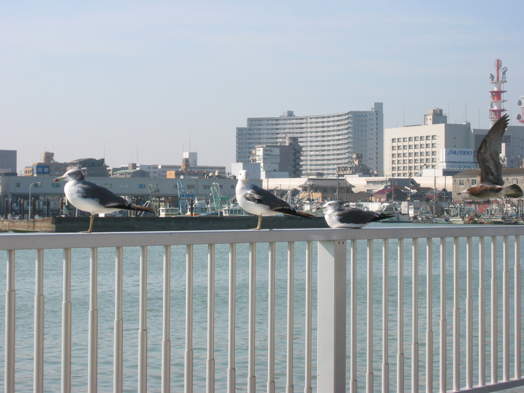 船橋港にて