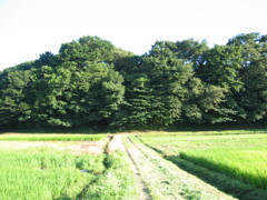 子供の頃に遊んだ場所 夏