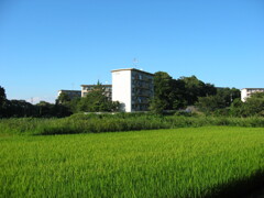 子供の頃に遊んだ場所 夏