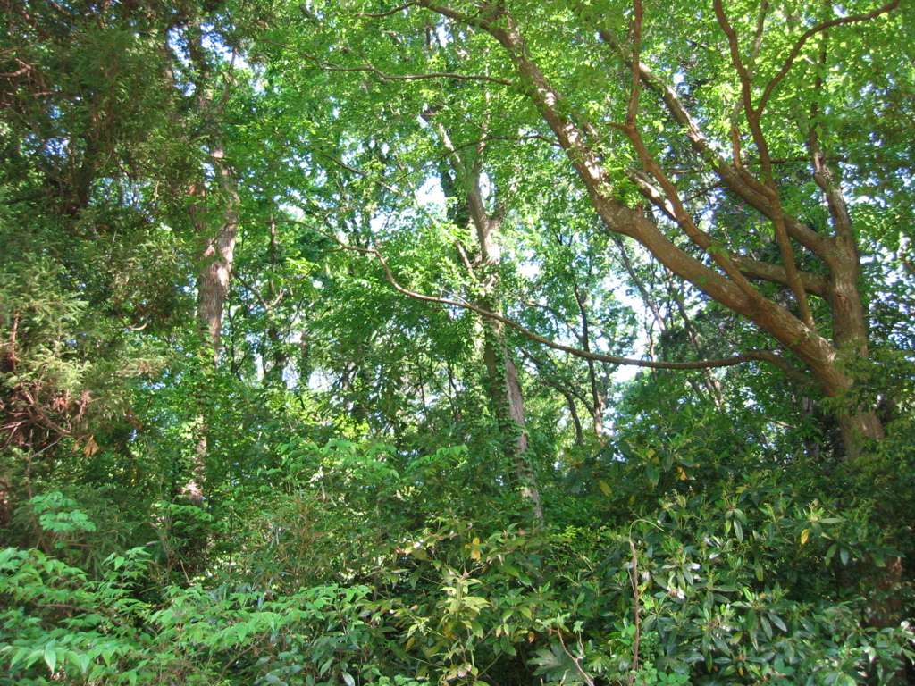 初夏、千葉県養老渓谷