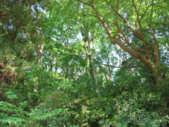 初夏、千葉県養老渓谷