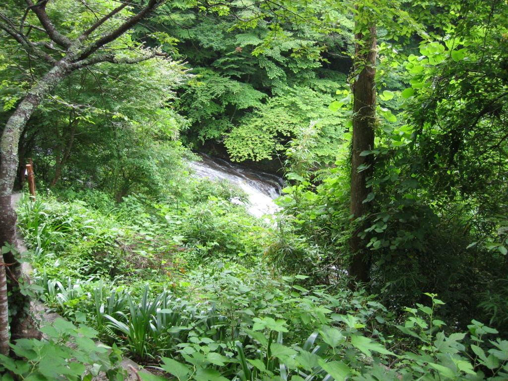 初夏、千葉県養老渓谷