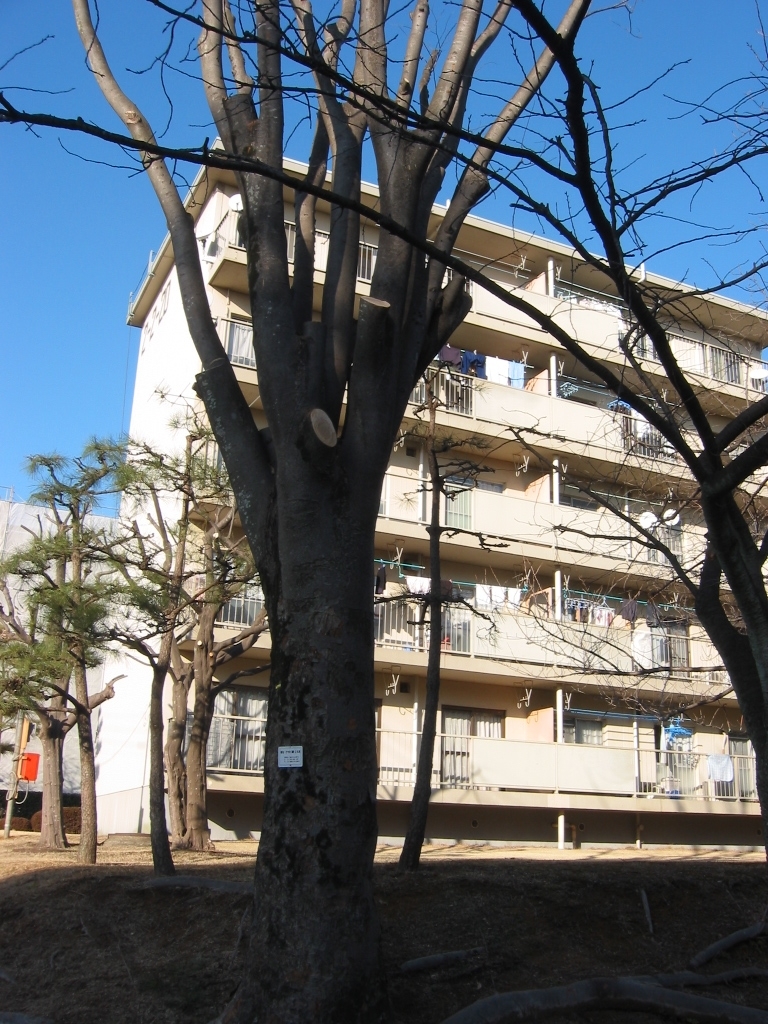 子供の頃、この団地の一階に住んでいた。