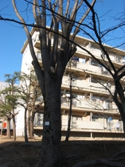 子供の頃、この団地の一階に住んでいた。