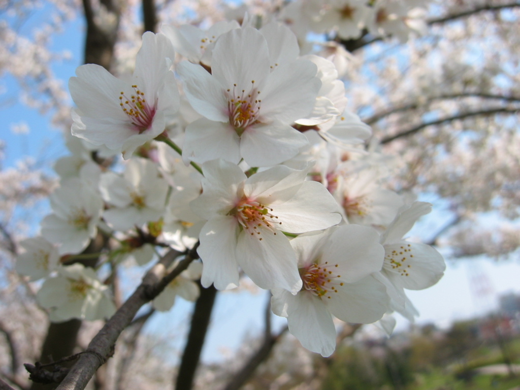 長津川親水公園（長津川緑地）