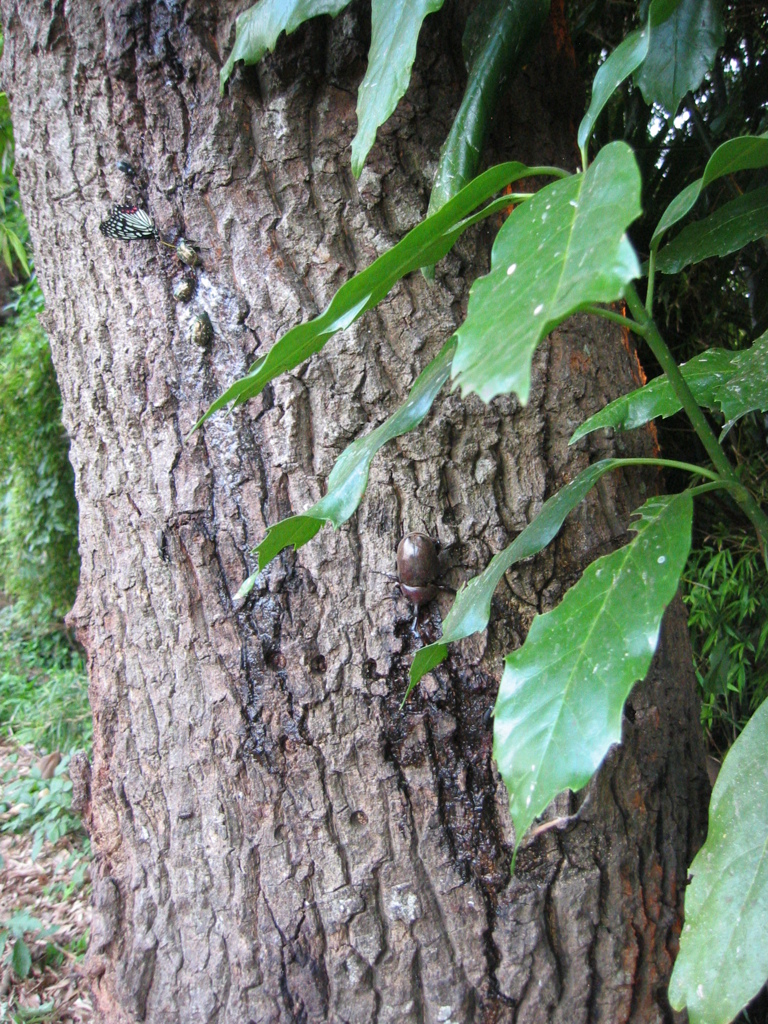 樹液、カブト