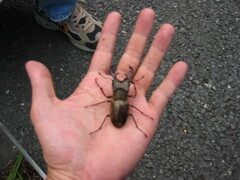 2004年クワガタ採集、北茨城、福島県