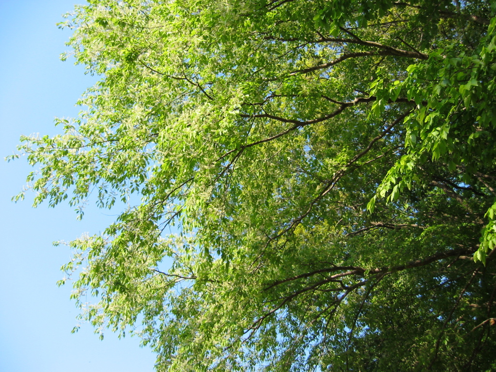 初夏、千葉県養老渓谷