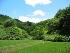 2004年クワガタ採集、北茨城、福島県
