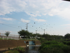 海老川にやってくる野鳥