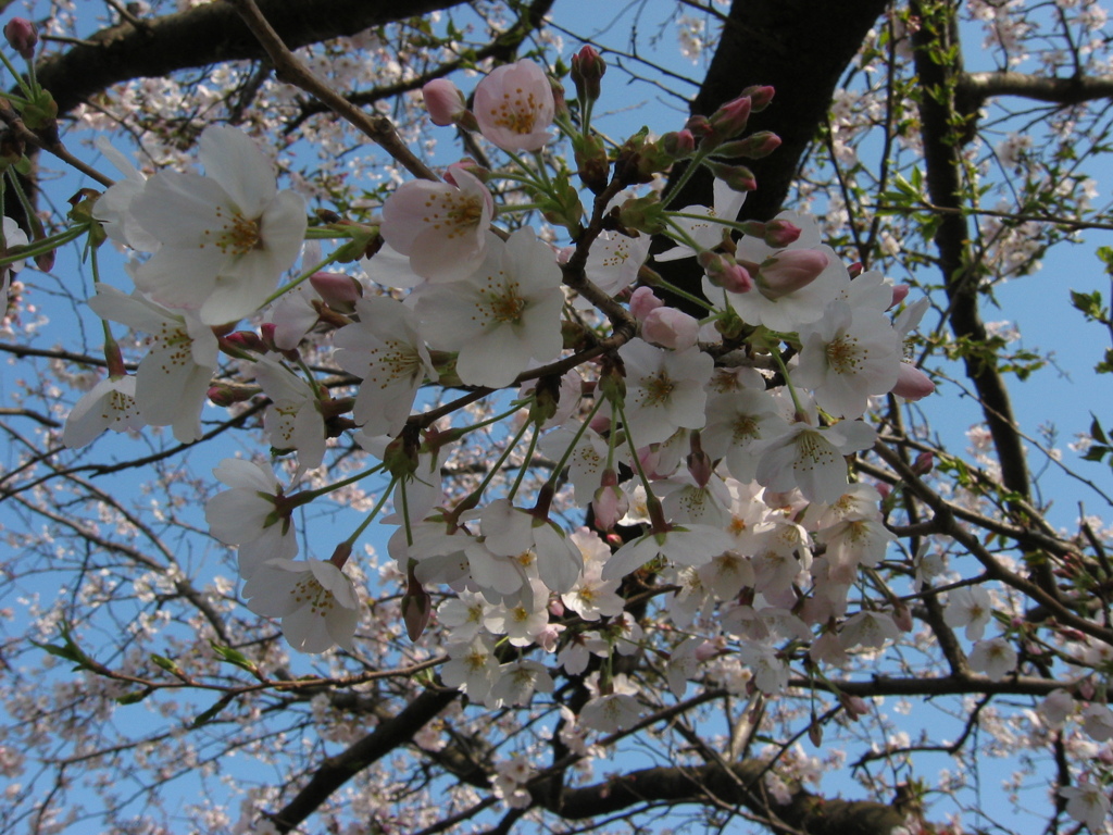 長津川親水公園（長津川緑地）